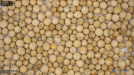Seed